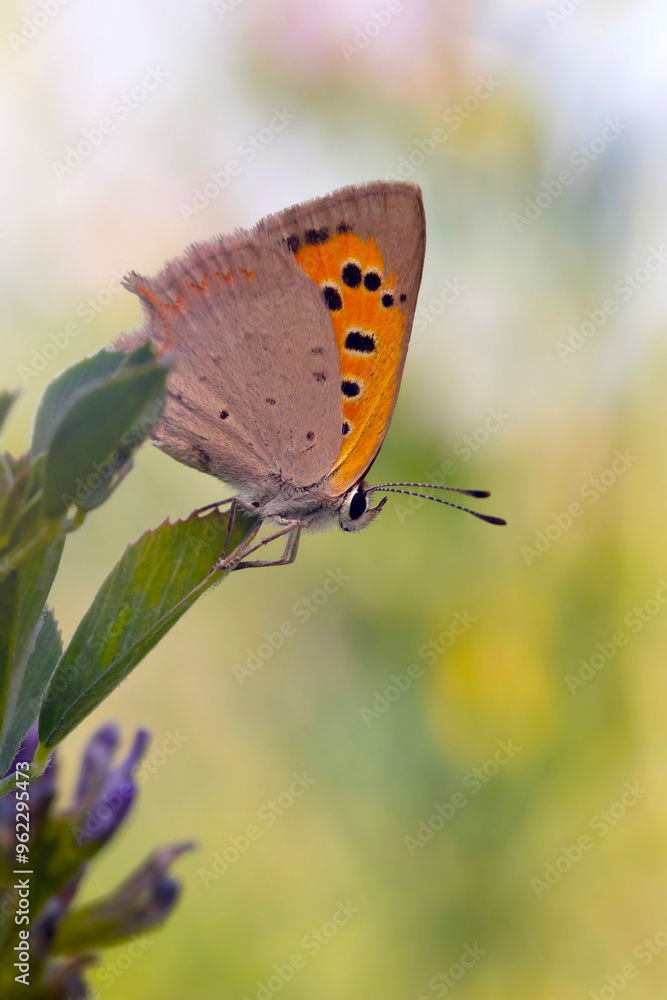 Fototapeta premium A beautiful butterfly photographed in its habitat. Colorful nature background. Lycaena phlaeas. Small Copper.
