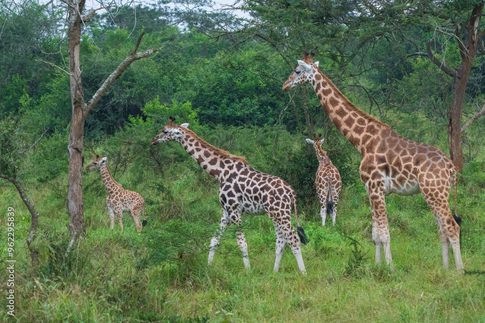 giraffe in the savannah giraffe in the savannah