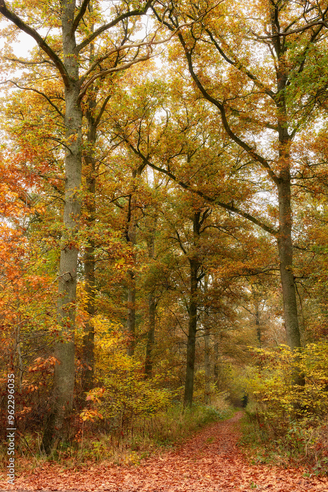 Autumn, forest and trees as landscape in background, texture or wallpaper for decor. Holiday, vacation and travel in meadow, woods and countryside for nature, harmony and calm as adventure in Canada Autumn, forest and trees as landscape in background, texture or wallpaper for decor. Holiday, vacation and travel in meadow, woods and countryside for nature, harmony and calm as adventure in Canada