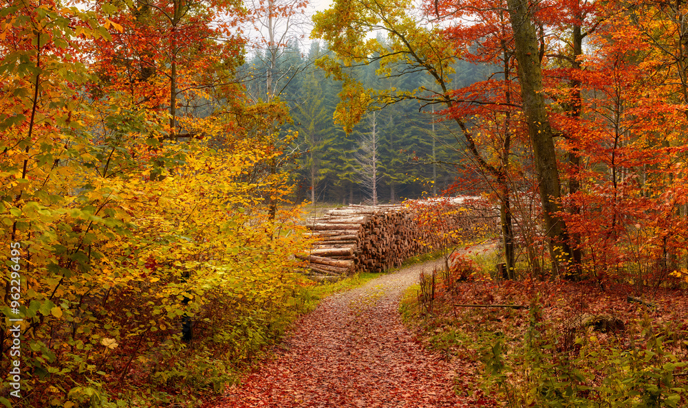 Autumn, forest and path with landscape as background, texture or wallpaper for decor. Holiday, vacation and travel in meadow, woods and countryside for nature, harmony and calm as adventure in Canada Autumn, forest and path with landscape as background, texture or wallpaper for decor. Holiday, vacation and travel in meadow, woods and countryside for nature, harmony and calm as adventure in Canada