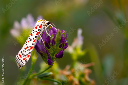 Colorful moth. Utetheisa pulchella. Crimson Speckled moth. Nature background.  photo