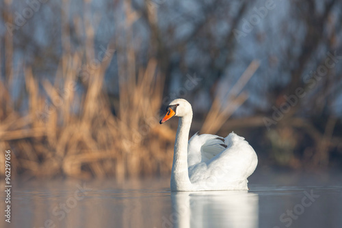 Łabędź niemy photo