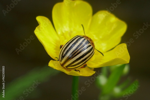 Colorado potato beetle on a yellow flower, macro