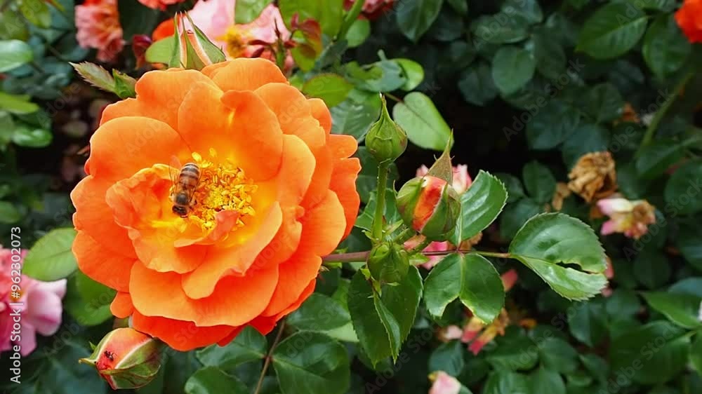 close up orange rose bud . bee pollinates flower in summer . nature . insect park . top view . rose garden close up orange rose bud . bee pollinates flower in summer . nature . insect park . top view . rose garden