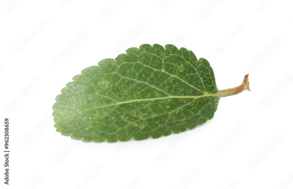Fototapeta premium One green plum leaf isolated on white