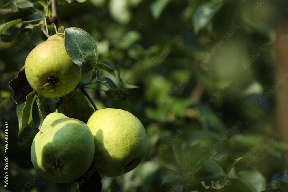 Pear tree branch with fruits in garden, closeup. Space for text Pear tree branch with fruits in garden, closeup. Space for text