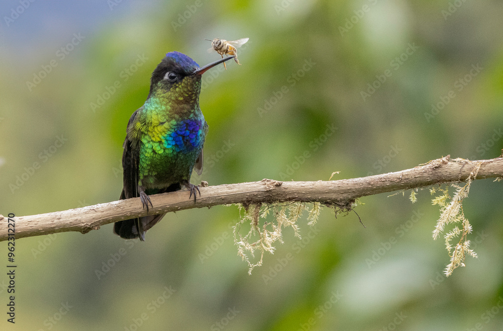 Obraz premium Vibrant Hummingbird with Bee on Beak 