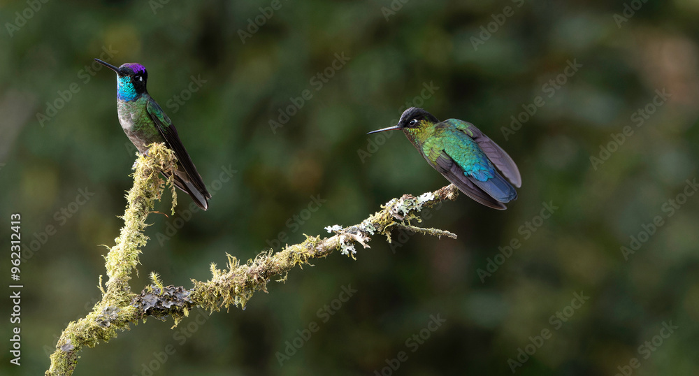 Two Vibrant Hummingbirds Perched on a Mossy Branch in Nature Two Vibrant Hummingbirds Perched on a Mossy Branch in Nature