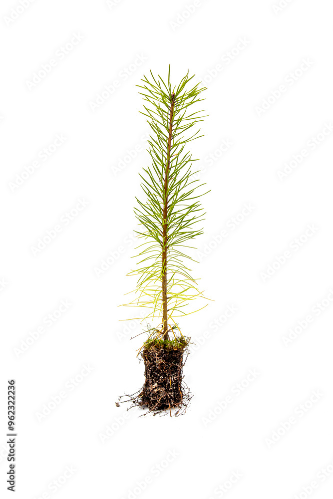 Pine sapling isolated on white background Pine sapling isolated on white background