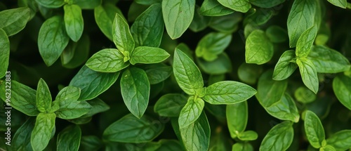 Lush green mint leaves growing vigorously in a garden bed