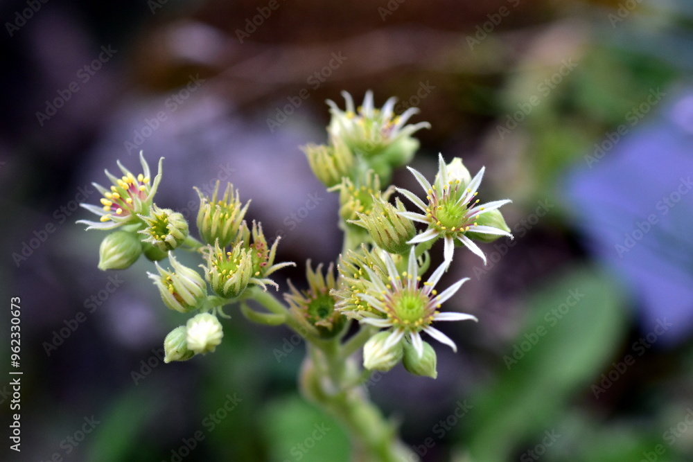 Blüten eines gelben Spinnweb-Hauswurz Blüten eines gelben Spinnweb-Hauswurz
