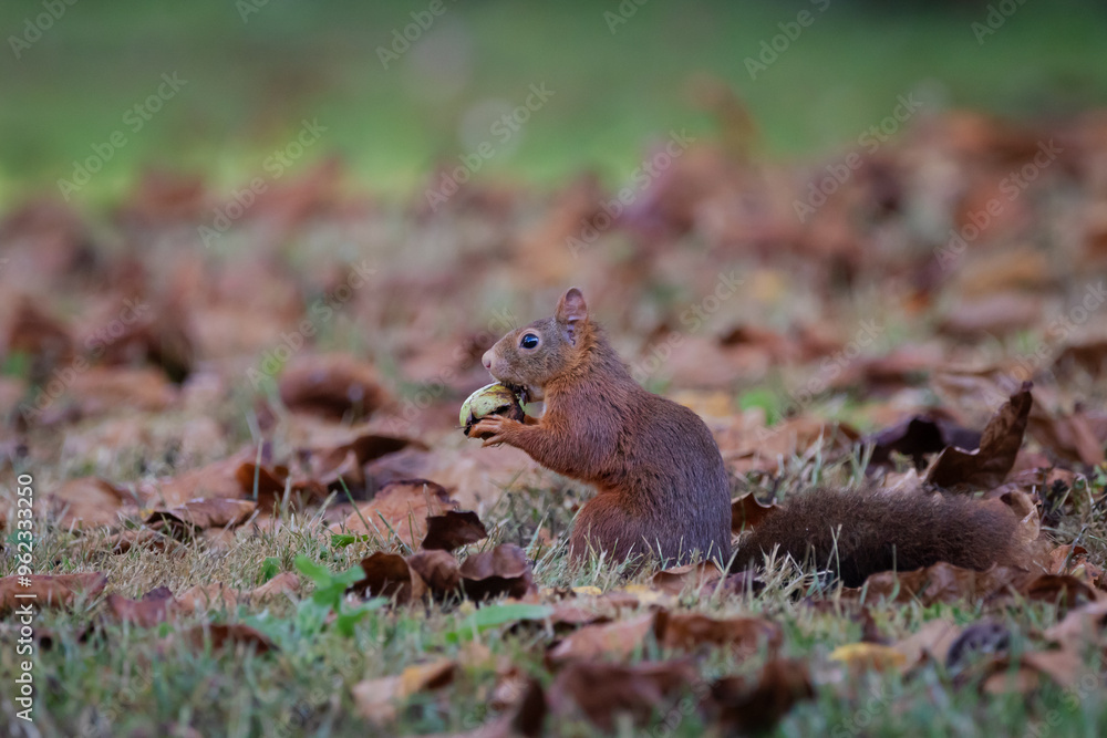 A European Red squirrel (Sciurus vulgaris) foraging for walnuts on autumn leaf covered ground. A European Red squirrel (Sciurus vulgaris) foraging for walnuts on autumn leaf covered ground.