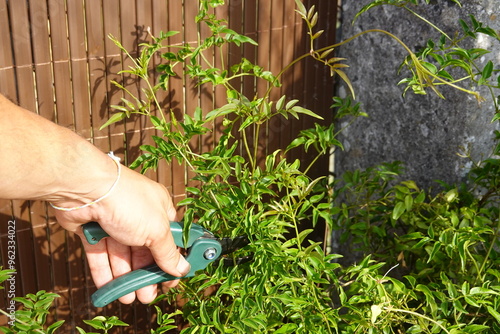 Hand Trimming Jasmine Plant with Pruning Shears