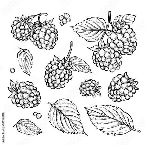 Vector hand drawn blackberry sketch, botanic collection with berries and leaves, line art