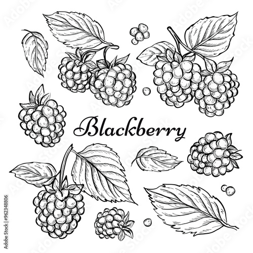 Vector blackberry sketch, botanic collection with berries and leaves, line art