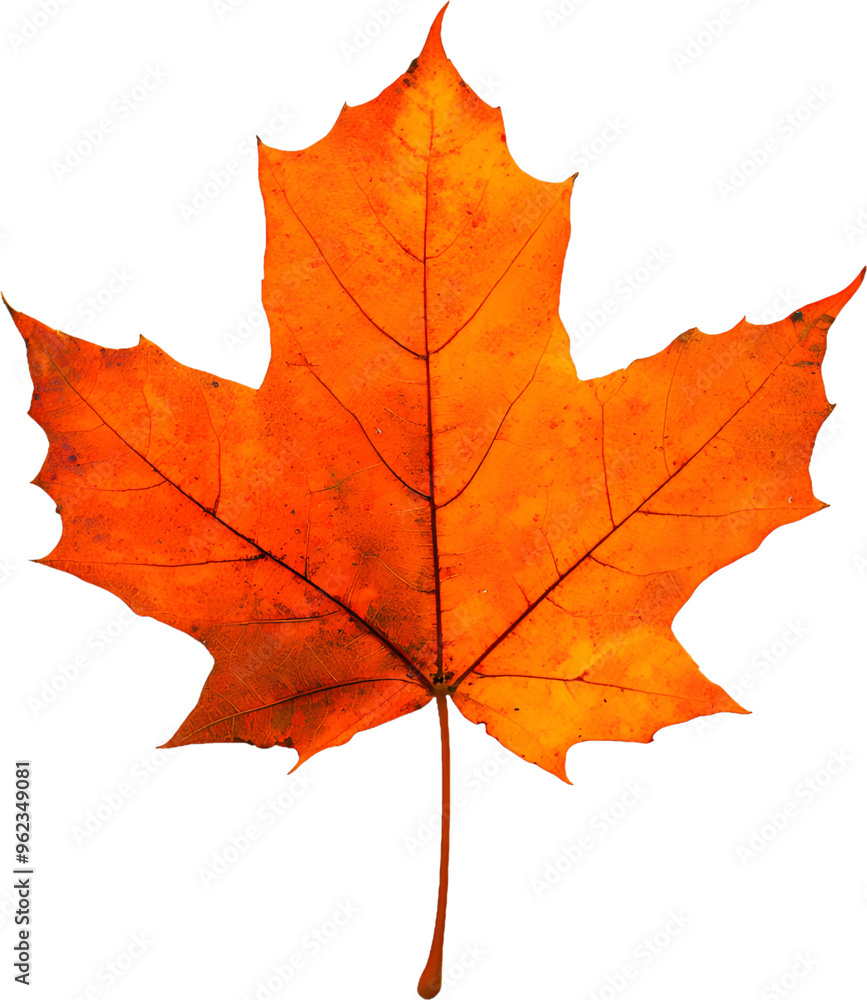 Obraz premium leaf, autumn, maple, isolated, fall, leaves, nature, yellow, red, white, season, orange, tree, plant, color, foliage, brown, seasonal, green, october, natural, botany, colorful, november, autumnal