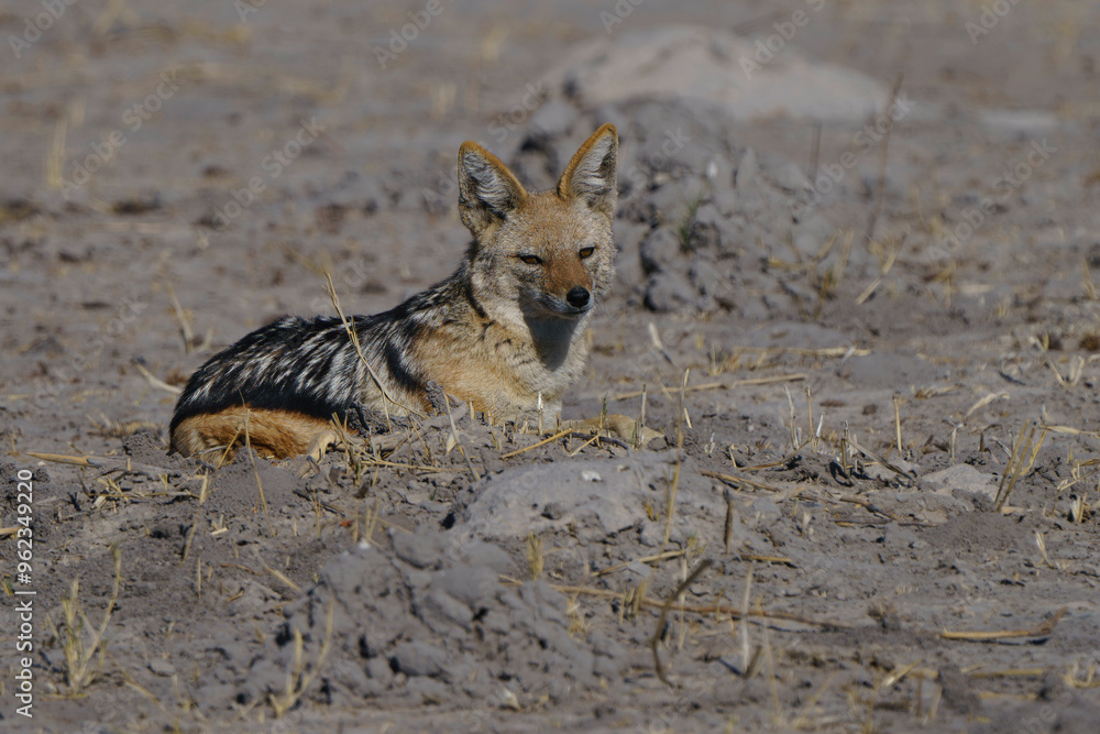 Solitary jackal in on the desert of Botswana Solitary jackal in on the desert of Botswana