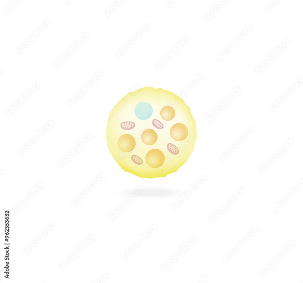 Beige fat cells. Adipocytes. Lipid droplets. Adipose tissue. Vector illustration. Beige fat cells. Adipocytes. Lipid droplets. Adipose tissue. Vector illustration.