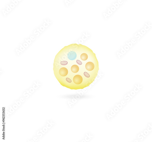 Beige fat cells. Adipocytes. Lipid droplets. Adipose tissue. Vector illustration.	