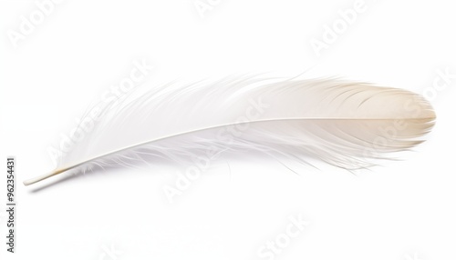 white feather isolated