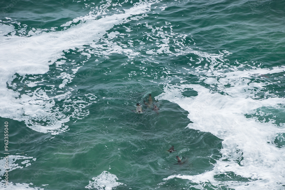Seals in the ocean Seals in the ocean