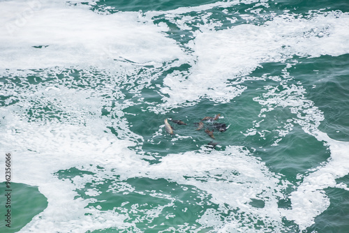 Tablou pe pânză Seals in the ocean