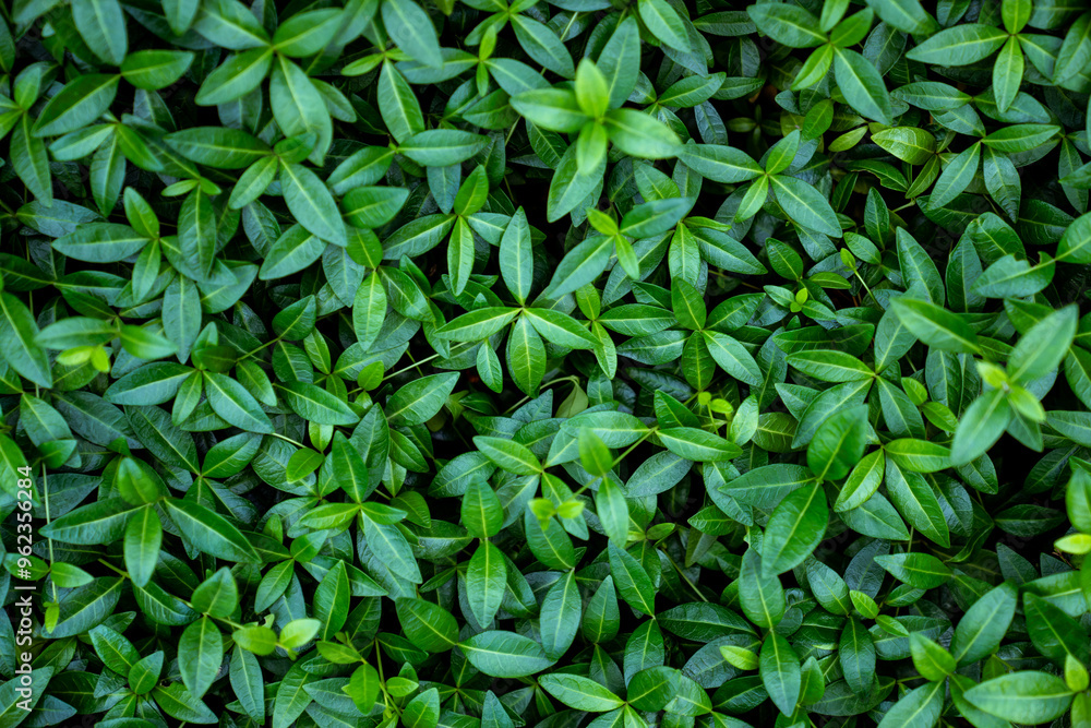 Lesser Periwinkle - Vinca minor green leaves, small creeping ground covering plant in daylight during summer season. Lush glossy foliage of periwinkle, pattern, texture, top view. Greenery concept. Lesser Periwinkle - Vinca minor green leaves, small creeping ground covering plant in daylight during summer season. Lush glossy foliage of periwinkle, pattern, texture, top view. Greenery concept.