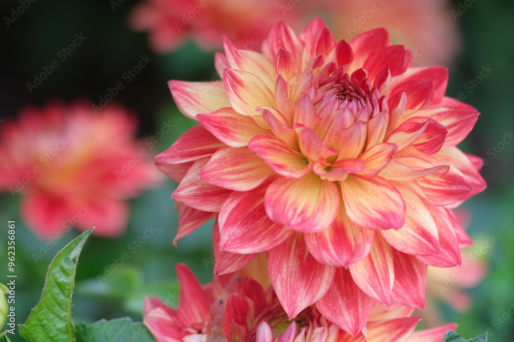 Fototapeta premium Red dahlia flower background