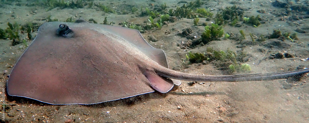 Naklejka premium Costa Rica sea life