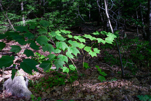 Shawangunk Ridge, New York, USA photo