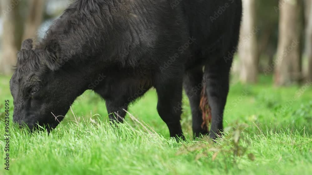 beautiful cattle in Australia eating grass, grazing on pasture. Herd of cows free range beef being regenerative raised on an agricultural farm. Sustainable farming beautiful cattle in Australia eating grass, grazing on pasture. Herd of cows free range beef being regenerative raised on an agricultural farm. Sustainable farming