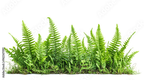 Green fern plants on transparent background.