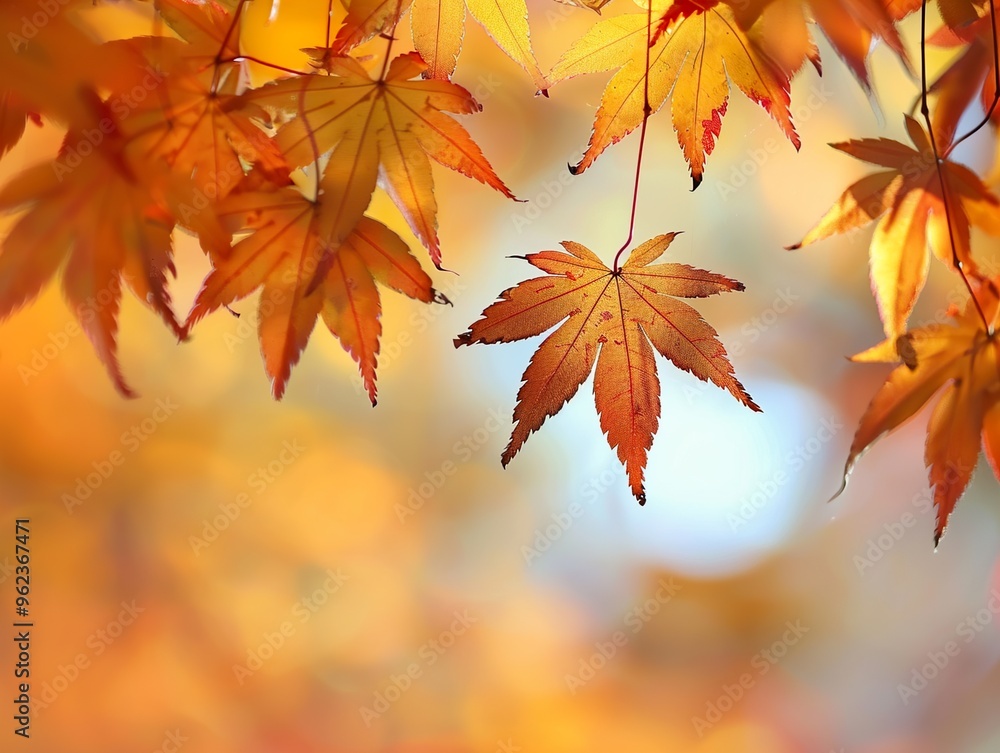 Vibrant Autumn Maple Leaves - Nature Photography Vibrant Autumn Maple Leaves - Nature Photography