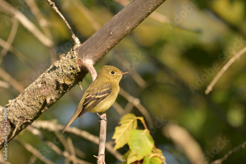 Close up of a cute little Yellow-bellied Flycatcher perched in a tree photo