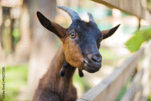 A cute goat at farm in a Summer's day. Goats head close up.