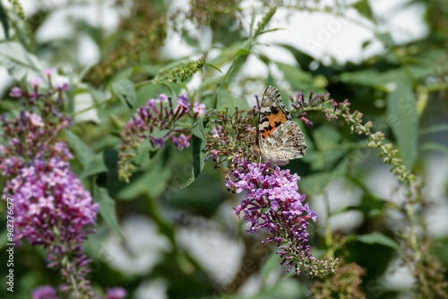 Painted Lady (Vanessa cardui) butterfly perched on summer lilac in Zurich, Switzerland photo