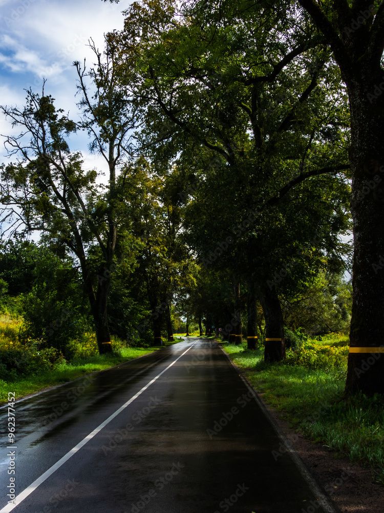 wet asphalt road with markings, turn, trees along the road wet asphalt road with markings, turn, trees along the road