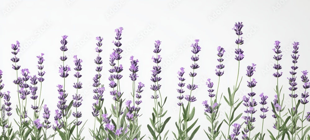 Naklejka premium A cluster of lavender sprigs, each topped with small purple flowers