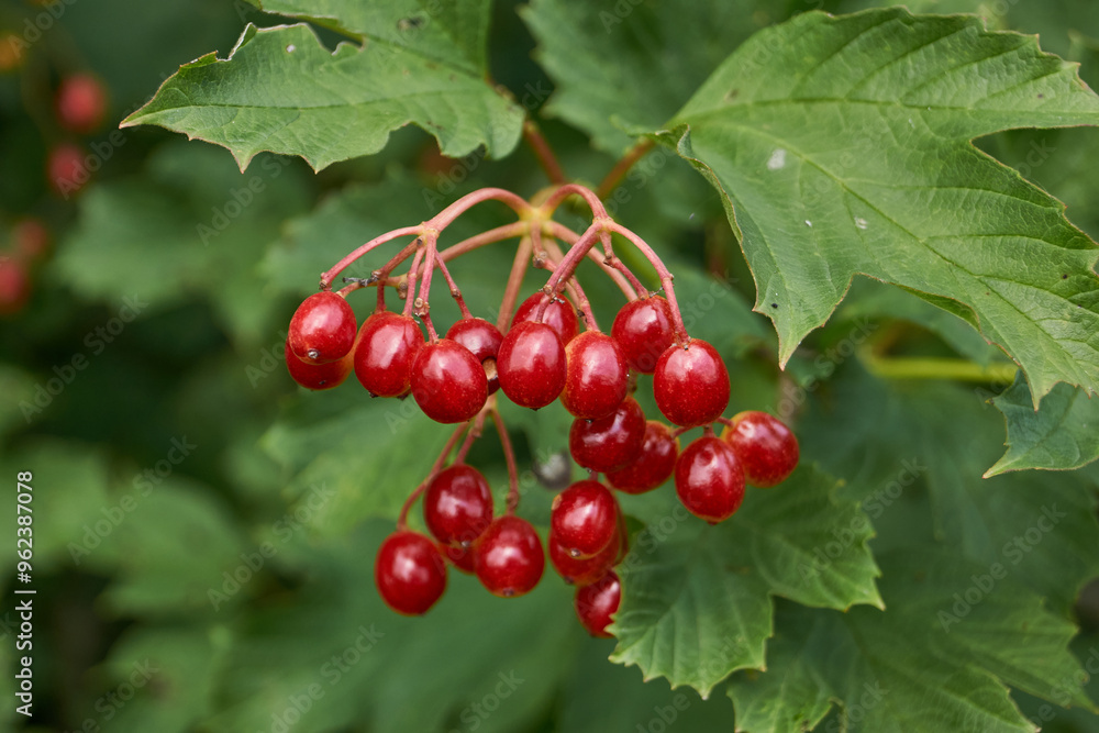 In the garden of the country house ripen bunches of viburnum. Summer 2015. In the garden of the country house ripen bunches of viburnum. Summer 2015.