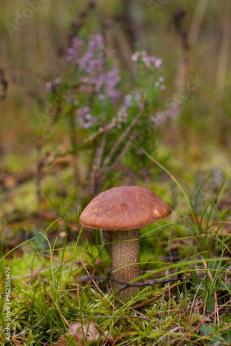 aspen trees, a white mushroom growing nearby and a sprig of red lingonberry, Autumn forest landscape