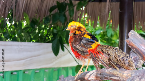 Portrait of Golden Pheasant or Rainbow Pheasant (Chrysolophus pictus) in the zoo