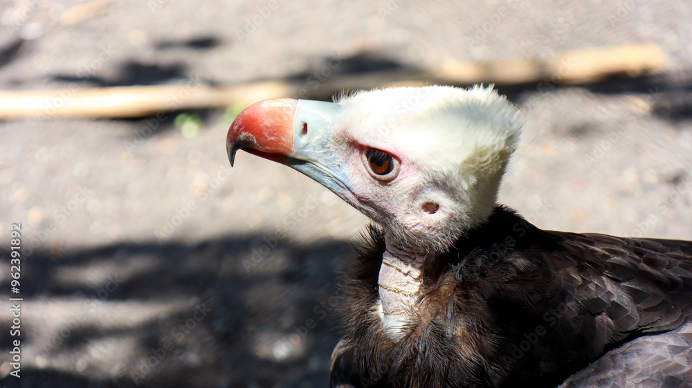 The headshot of white headed vulture (trigonoceps occipitalis)