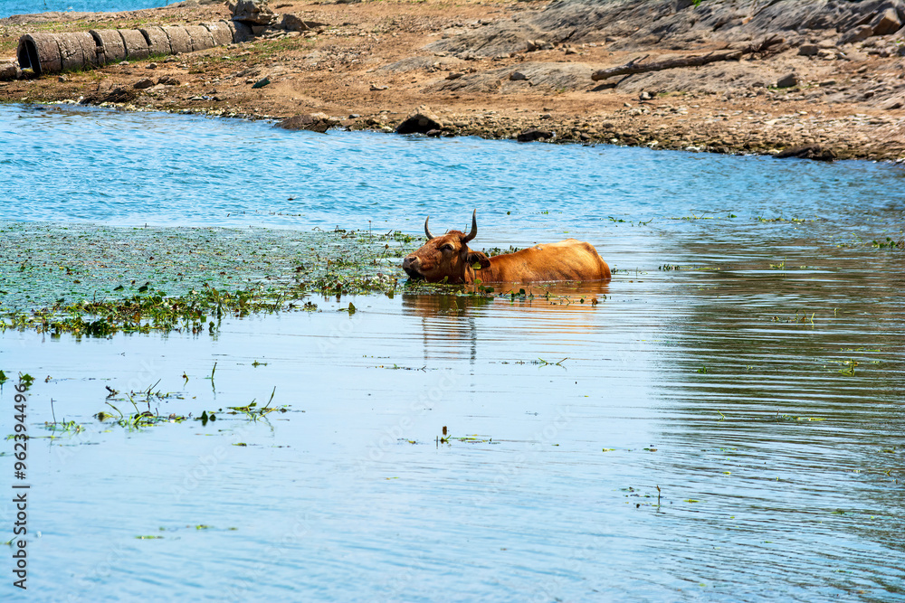 Cow relaxing in the water at Lake Kerkini Cow relaxing in the water at Lake Kerkini