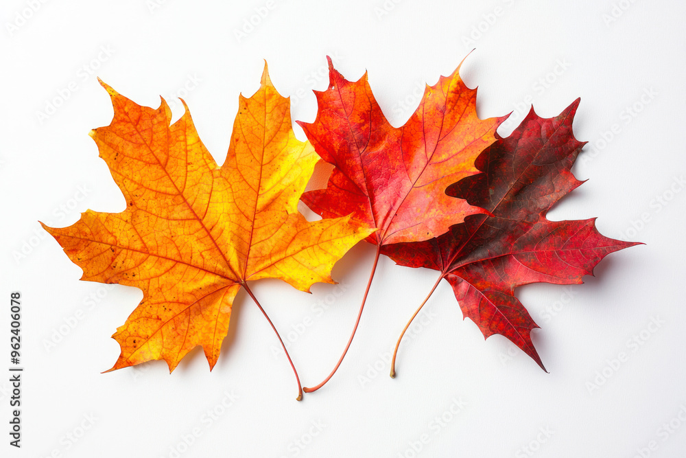 Maple autumn leaves on white isolated background. Maple autumn leaves on white isolated background.