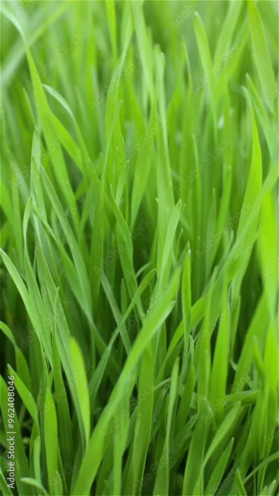 Young green grass sways in the wind. Spring macro landscape. Vertical video. Young green grass sways in the wind. Spring macro landscape. Vertical video.