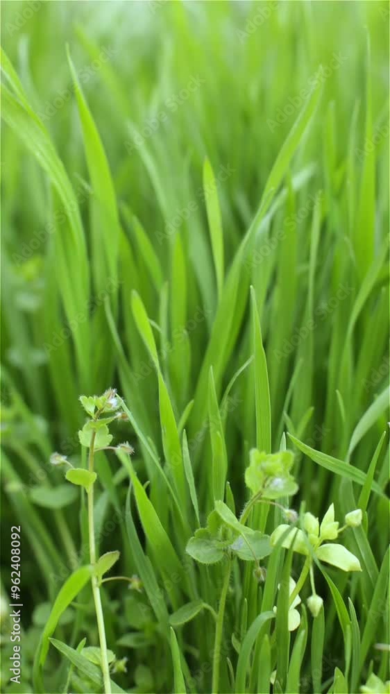 Young green grass sways in the wind. Spring macro landscape. Vertical video.