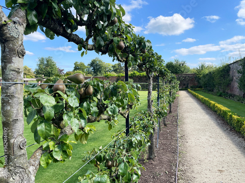 Row of espalier fruit growing in a garden, Espalier pears growing in apple orchard photo