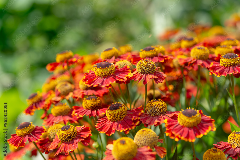 close-up of Helenium or sneezeweed flowers in a bright late summer garden close-up of Helenium or sneezeweed flowers in a bright late summer garden