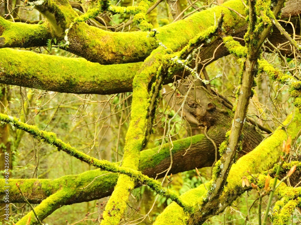 Lush Green Moss On Tree Branches Lush Green Moss On Tree Branches