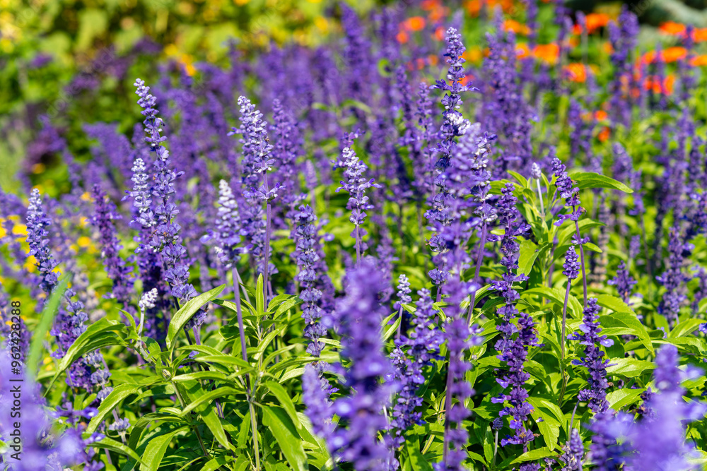 Obraz premium close-up of salvia blue sage flowers in bright sunlight